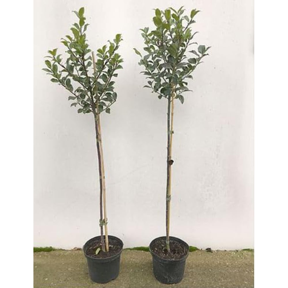 Thompson and Morgan Ilex Holly Green Alaska Plant Pot 2L 2 Pack Image 5