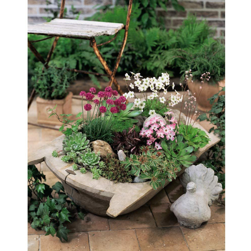 Thompson & Morgan Nurserymans Choice Alpine Mix Jumbo Plant Plug Image 6