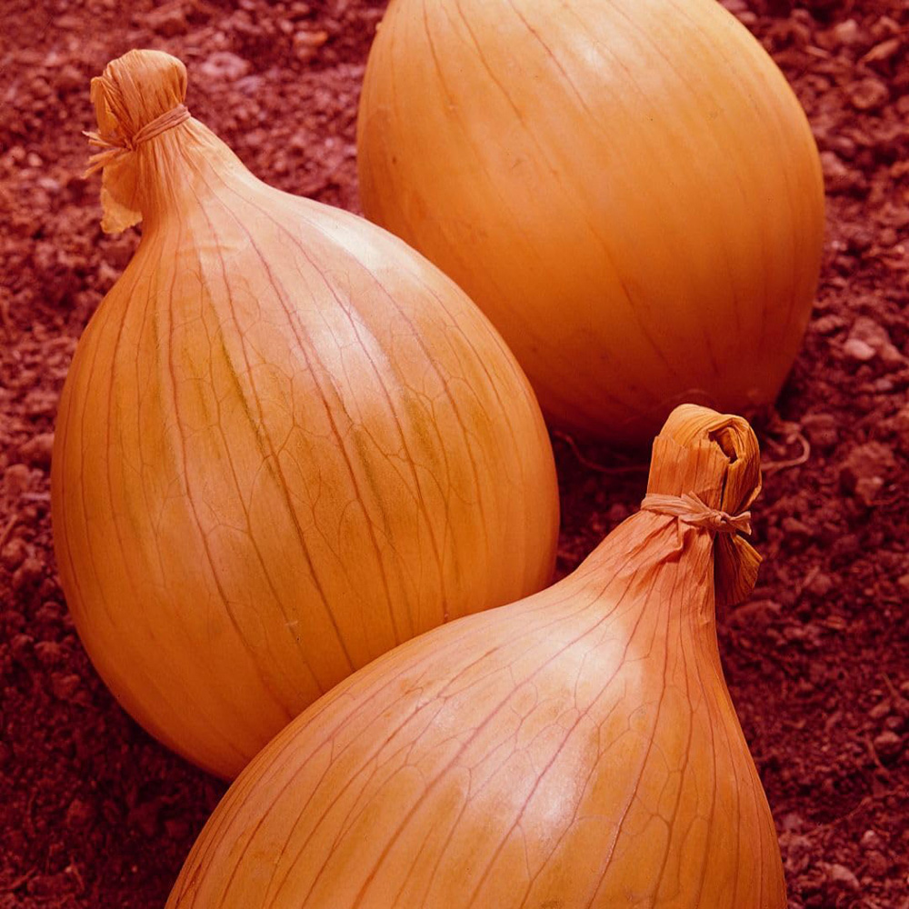 Thompson and Morgan Onion Ailsa Craig Rounded Bulbs Image 2