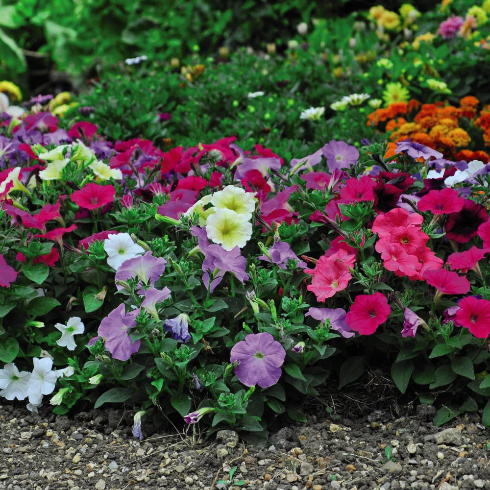 Thompson and Morgan Petunia Frenzy Mixed Garden Ready Plant 30 Pack Image 2