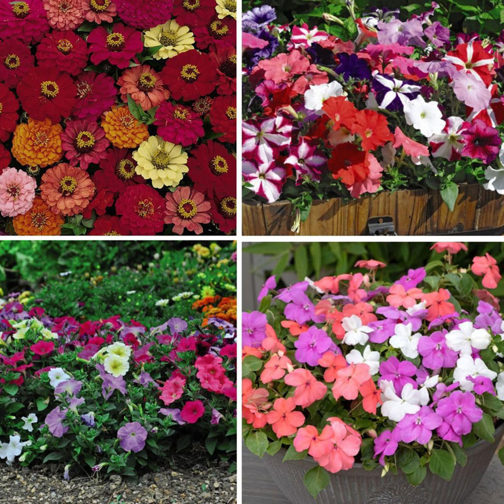 Thompson and Morgan Container Collection Garden Ready Plant 60 Pack Image 1