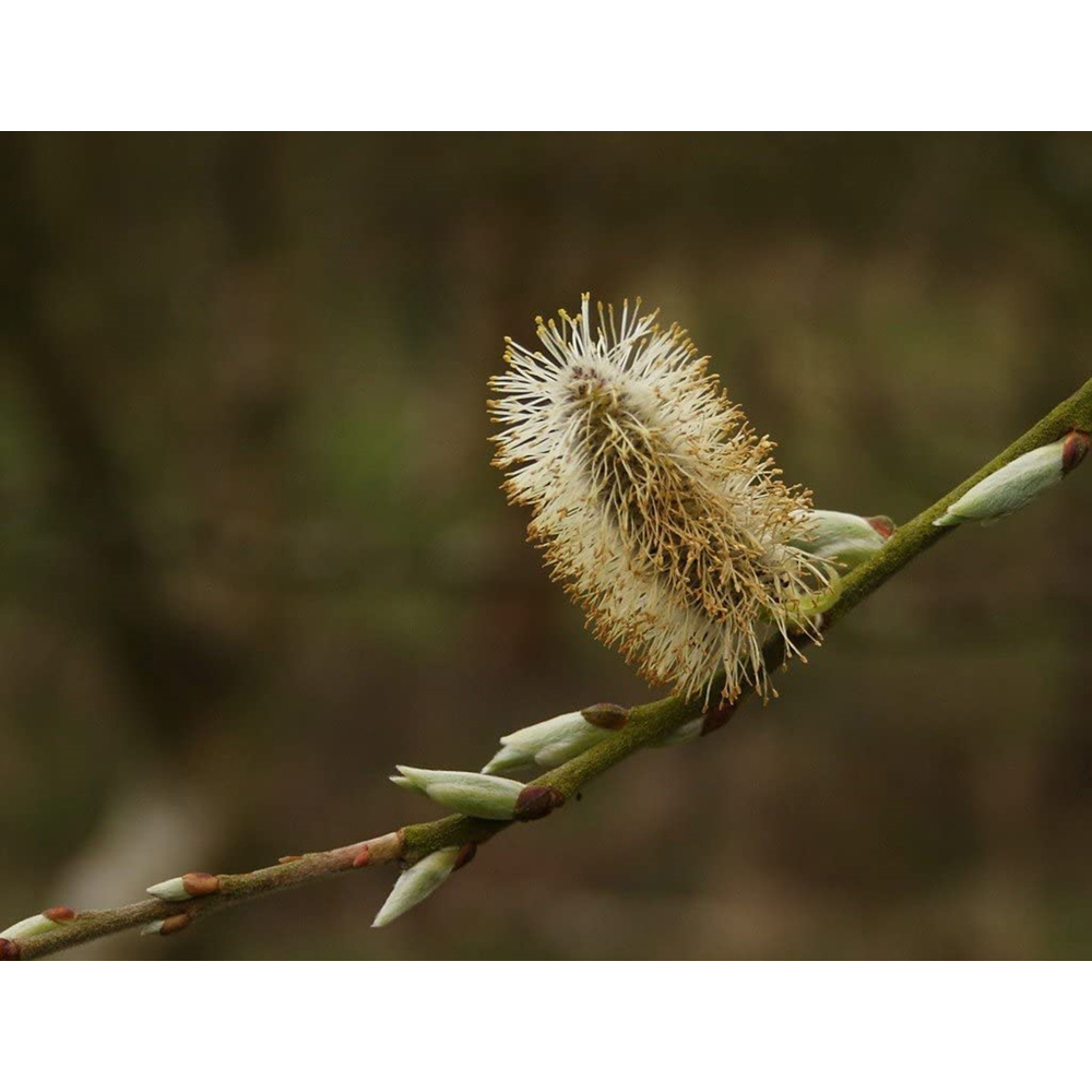 Inspirational Gifting White Willow Bare Root Hedge Plant Saplings 3-4ft 20 Pack Image 6