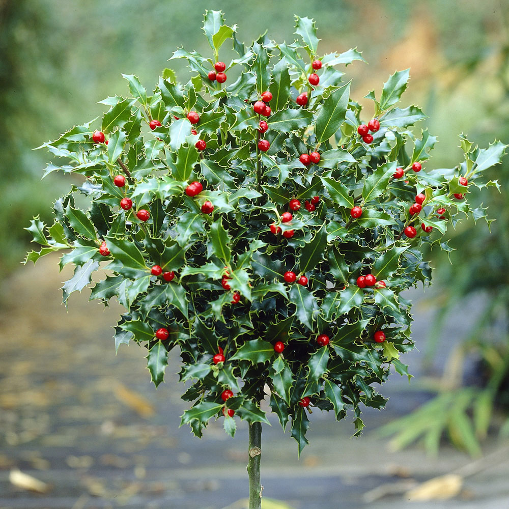 YouGarden Holly Trees with Decorative Plant Pot 2 Pack Image 3