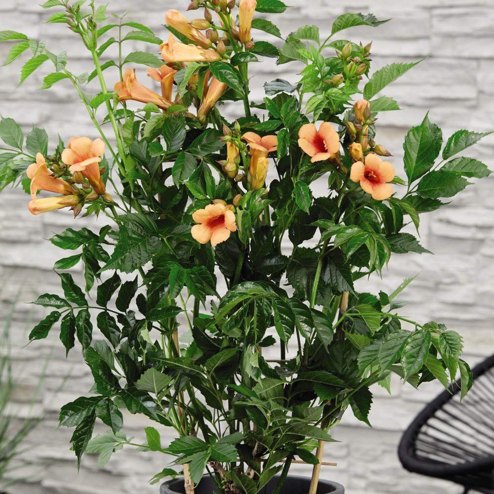 Thompson and Morgan Campsis Indian Summer Plant Pot 2L 3 Pack Image 3