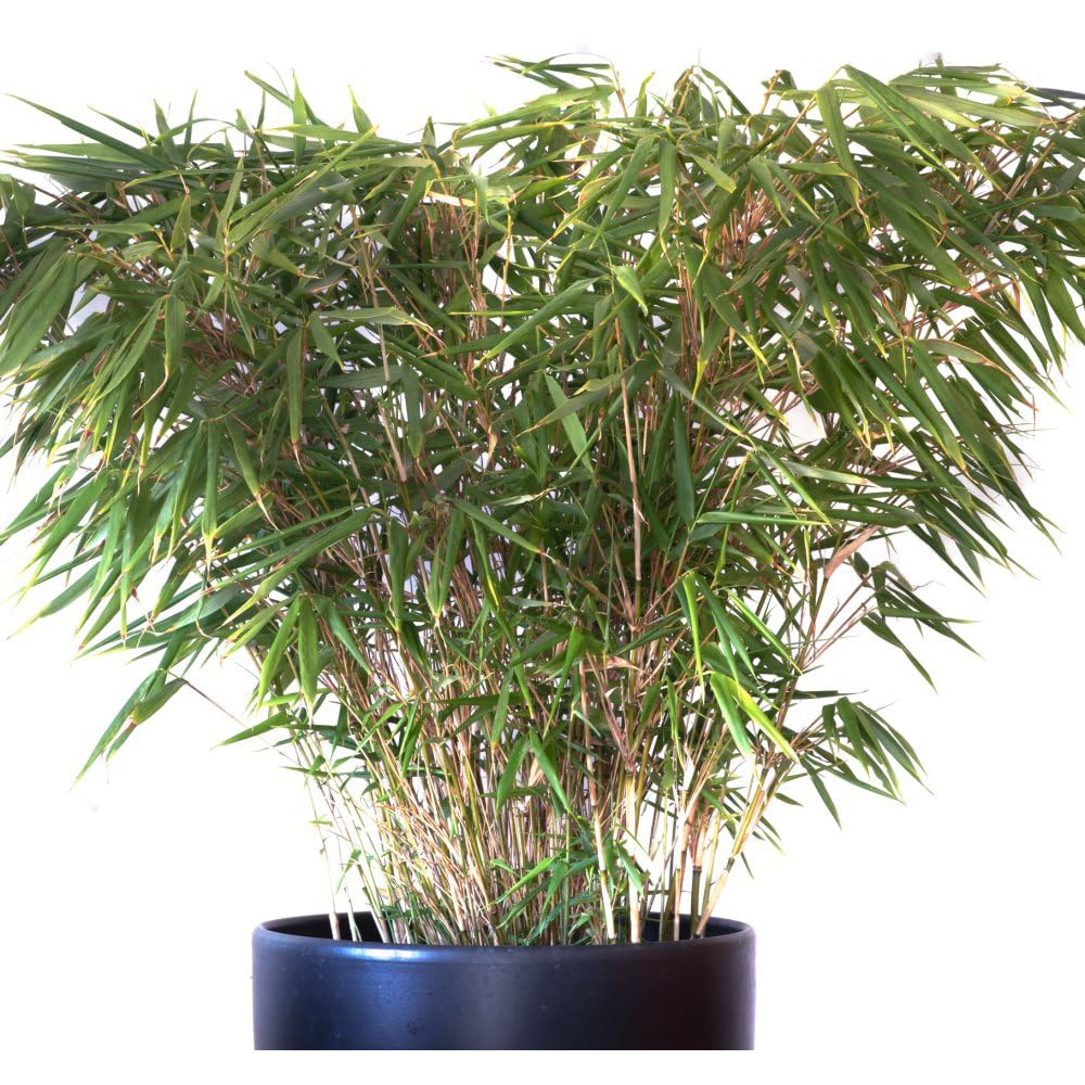 Thompson and Morgan Fargesia Rufa Plant Pot 19cm 2 Pack Image 2