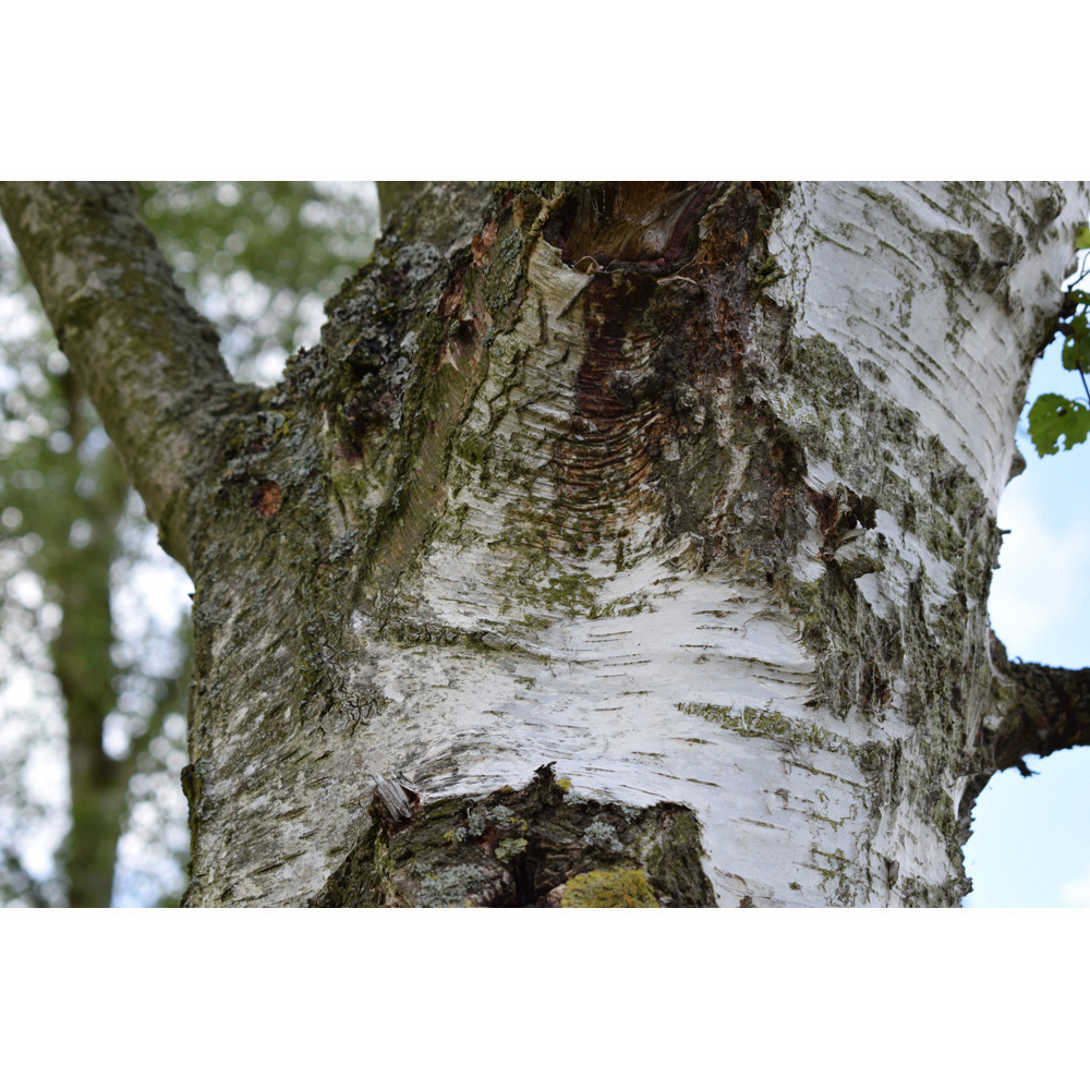 Frank P Matthews Trees Betula Alba Pendula Tree in Pot 12L Image 2