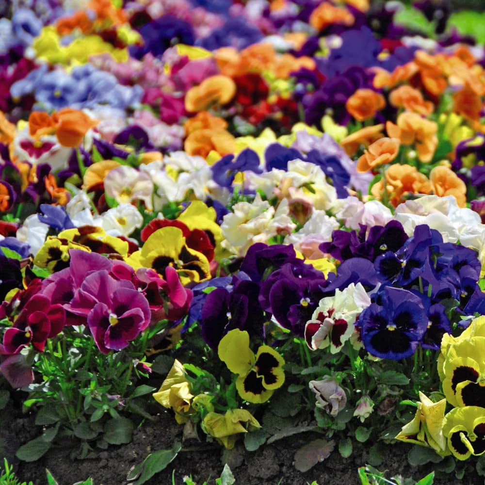 Thompson and Morgan Pansy Summertime Garden Ready Plant 15 Pack Image 4