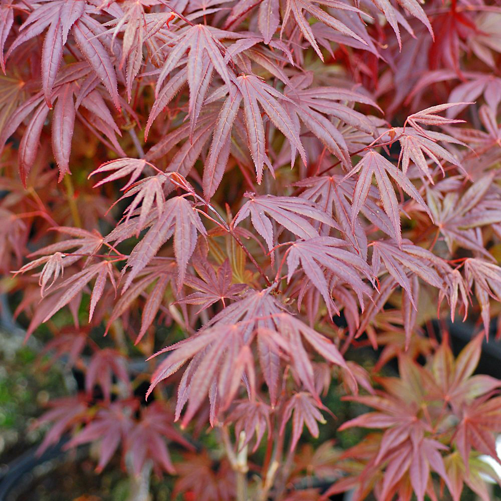 Thompson and Morgan Acer Palmatum Atropurpureum Plant Pot 7cm 2 Pack Image 3