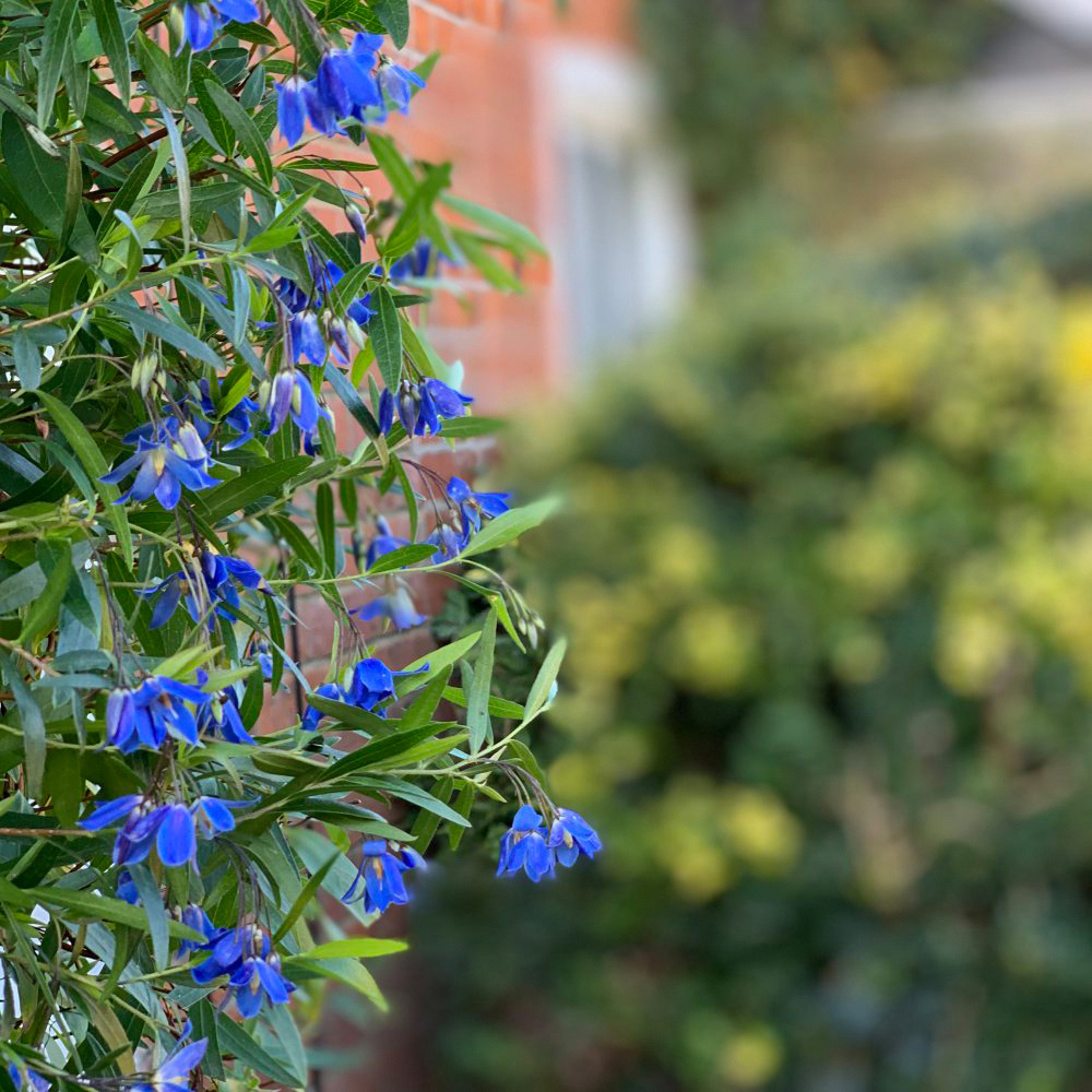 Thompson and Morgan Sollya Heterophylla Ultra Blue Plant Pot 9cm Image 2