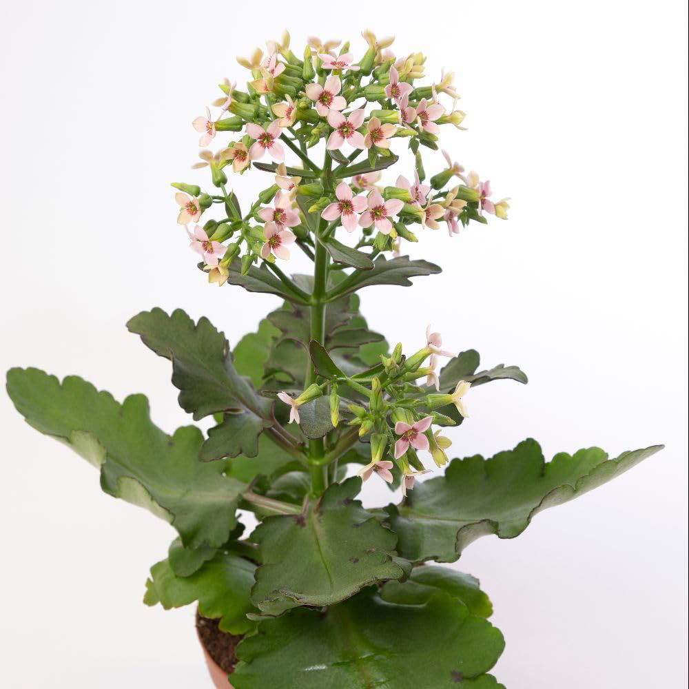 Thompson & Morgan Pink Kalanchoe Blossfeldiana Feminine Plant Pot 14cm 2 Pack Image 2