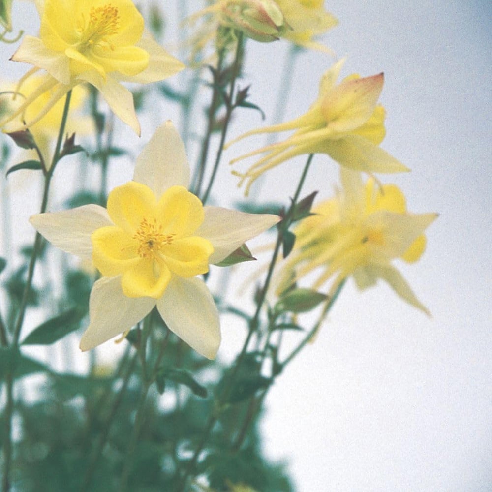 Thompson and Morgan Aquilegia Yellow Finished Seed Packet Image 2