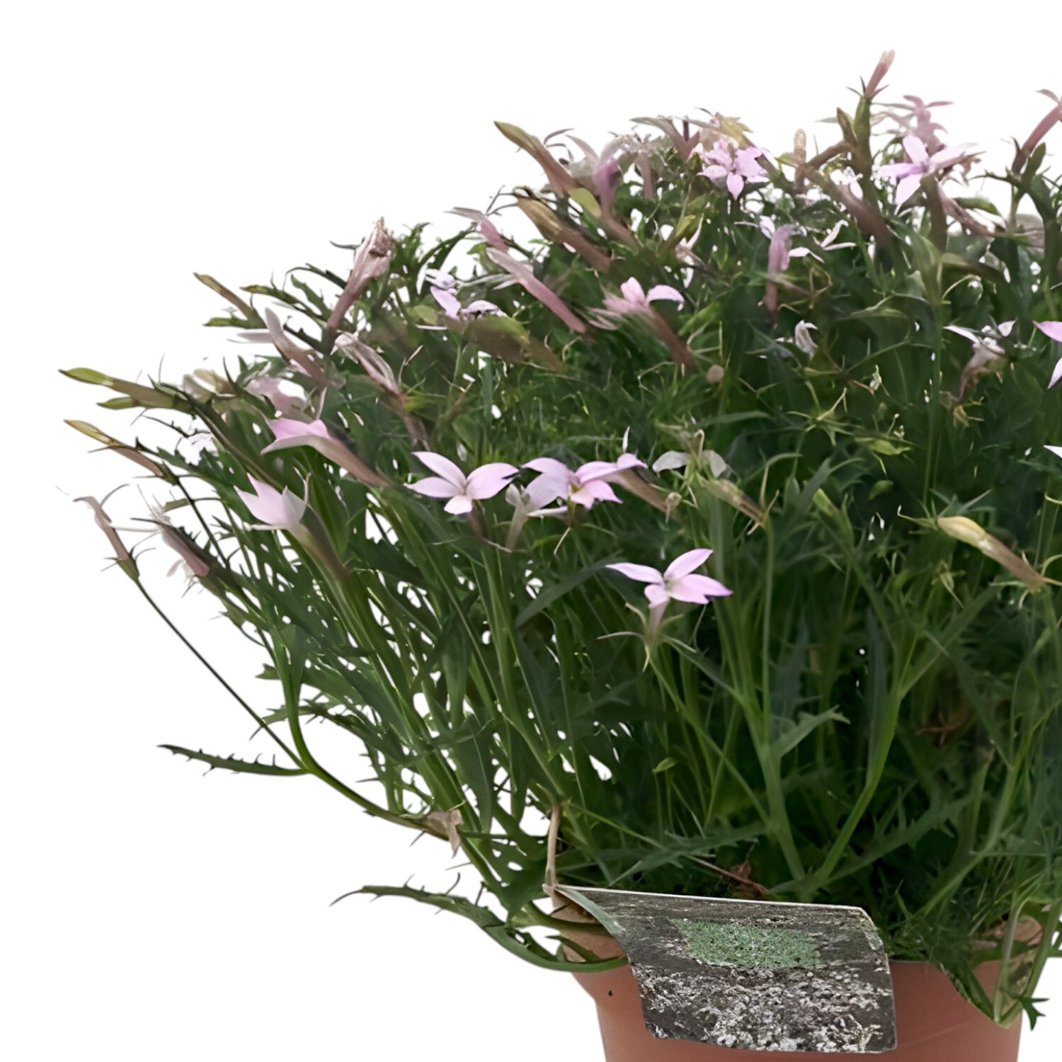 Isotoma Laurentia Starshine Blue Plant Image 2
