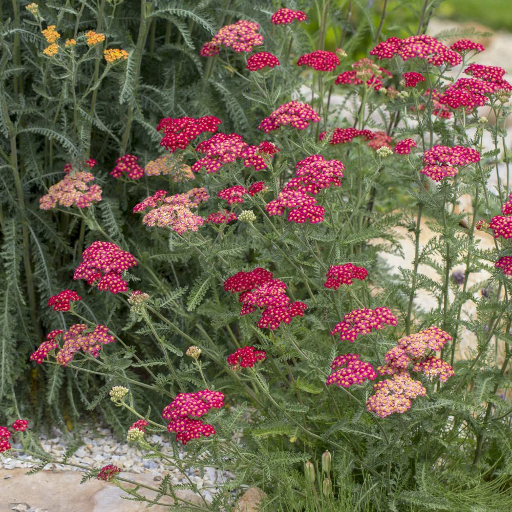 Thompson and Morgan Achillea Cerise Queen Plug Plant 24 Pack Image 4