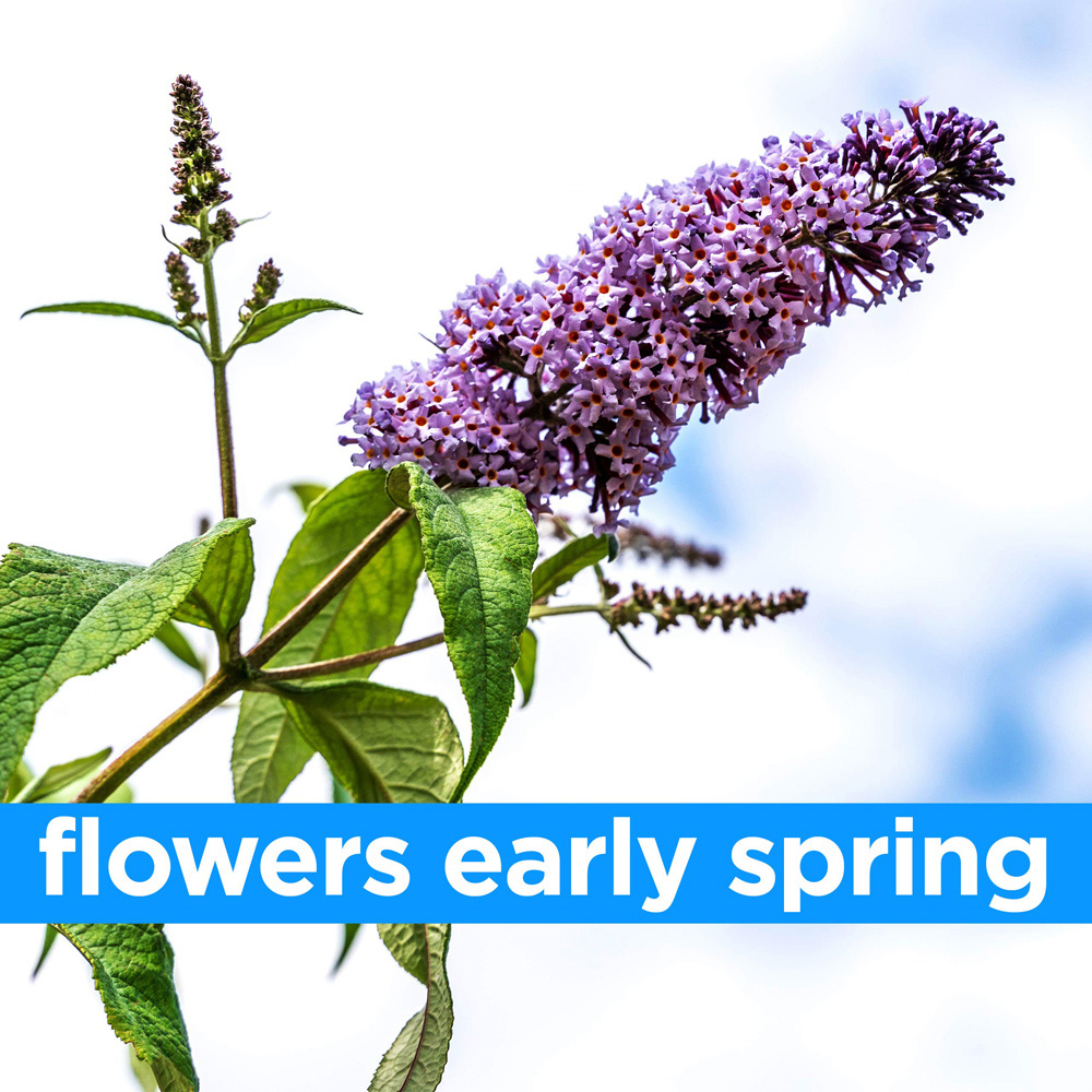 Thompson and Morgan Buddleja Tricolour Plant Pot 2L 2 Pack Image 5