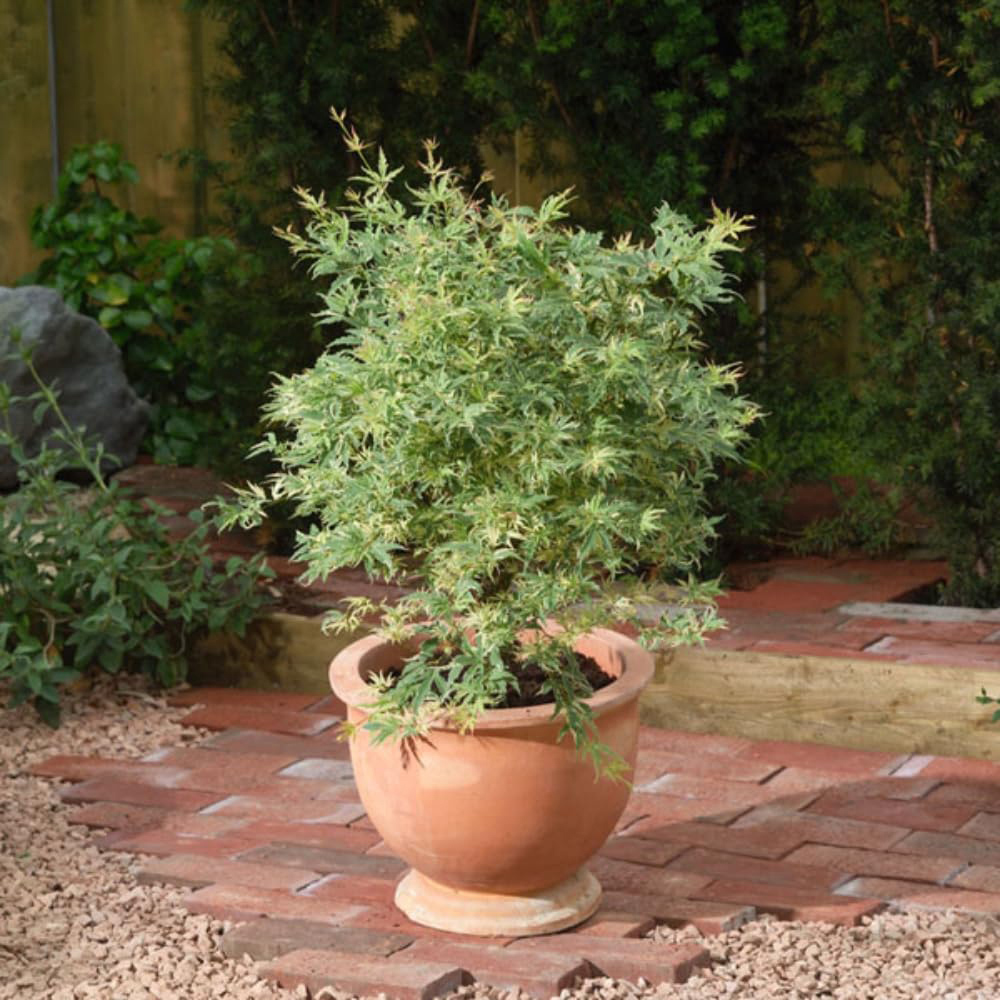 Thompson and Morgan Acer Palmatum Butterfly Plant Pot 3L Image 4