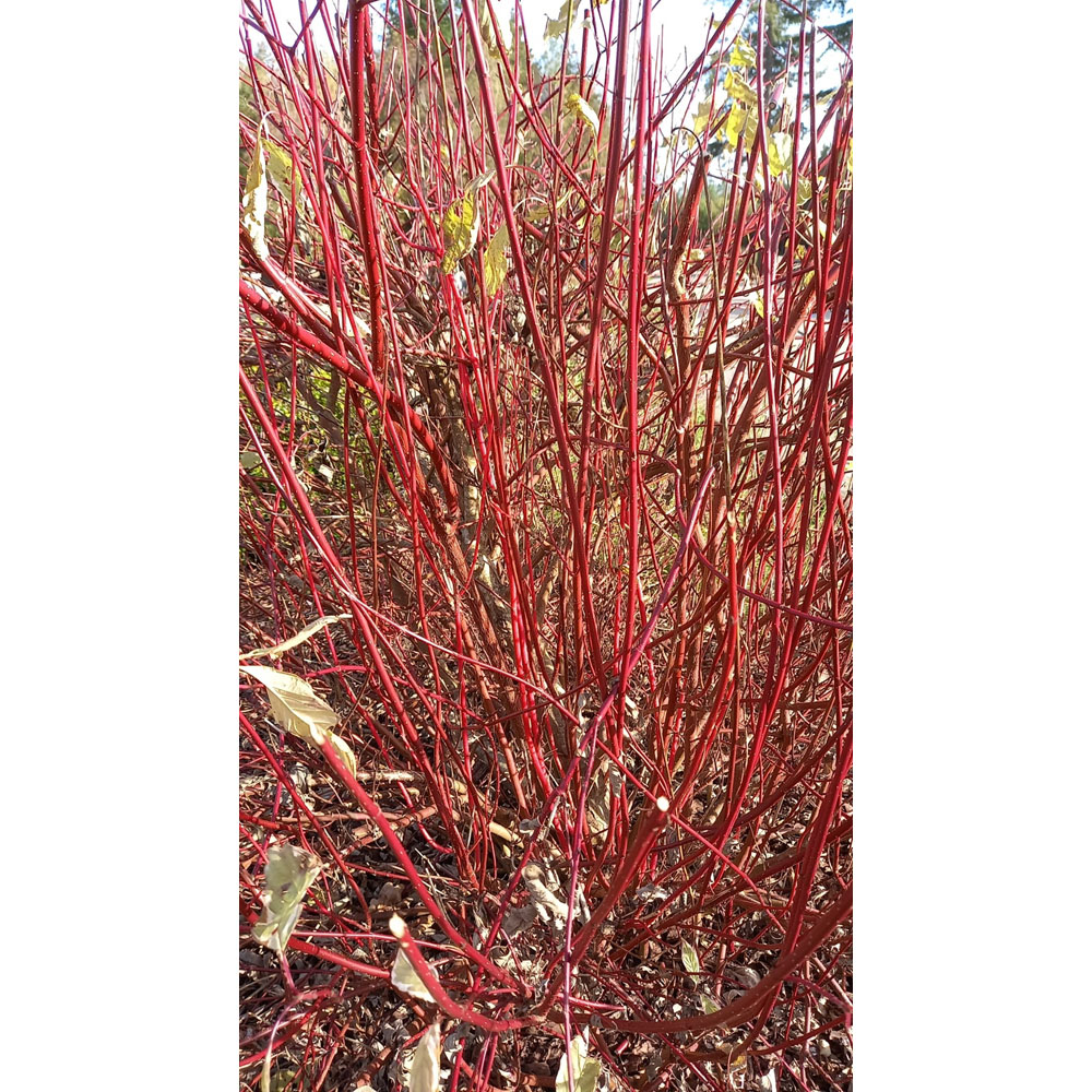 Inspirational Gifting Red Dogwood Bare Root Hedge Plant Sapling 2-3ft 20 Pack Image 4