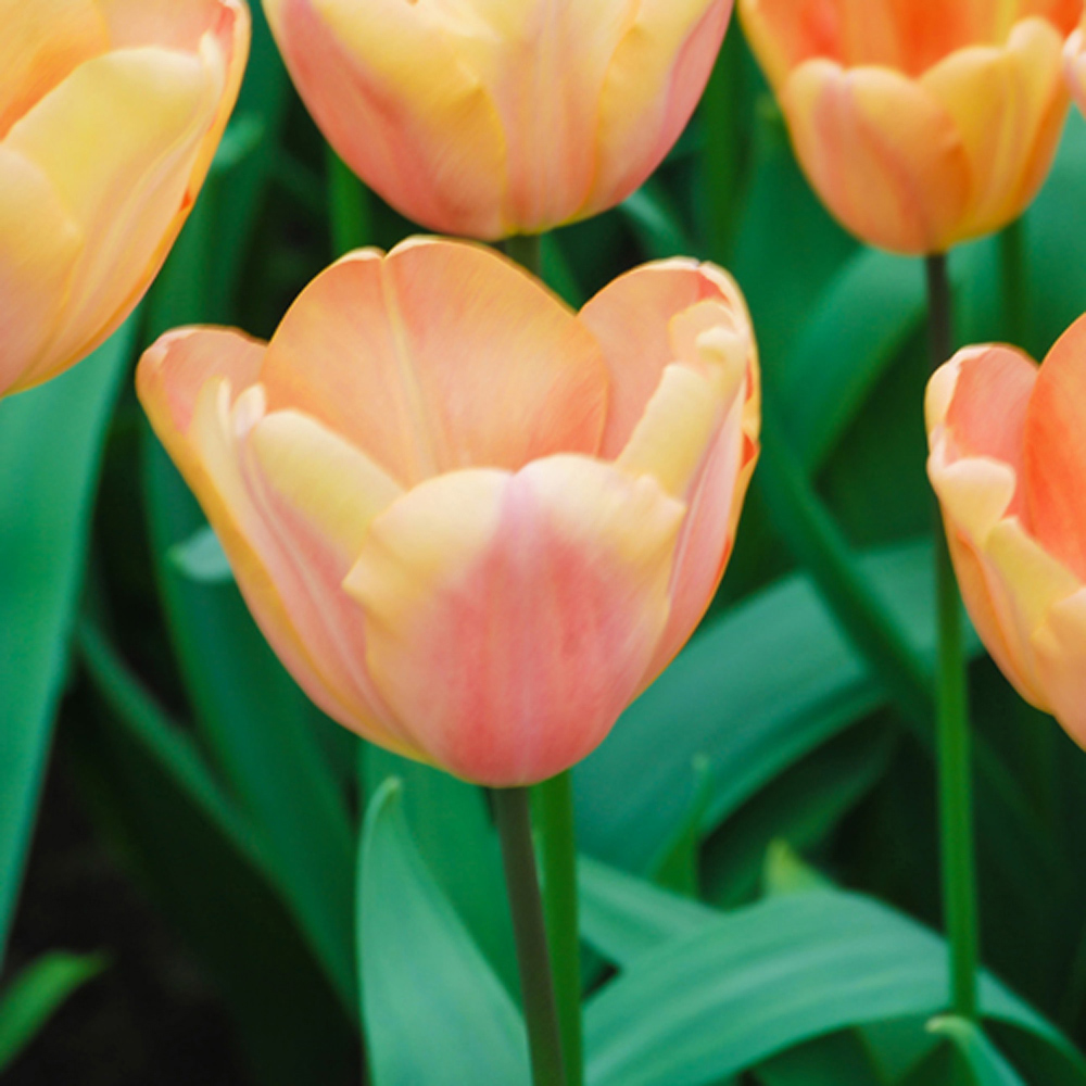 YouGarden Apricot Fox Tulip Planting Bulb 24 Pack Image 2