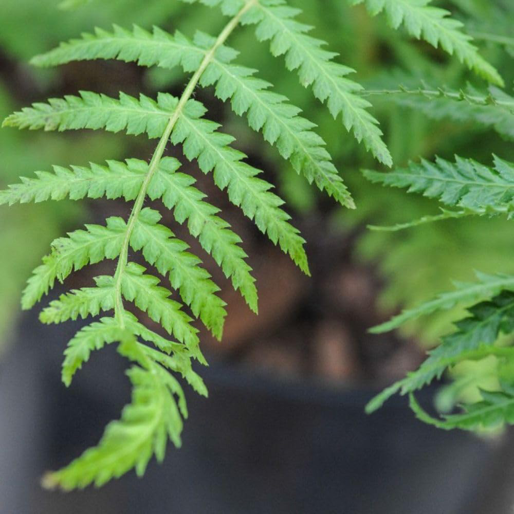 Thompson and Morgan Dicksonia Antarctica Australian Fern Tree 3ft Image 1