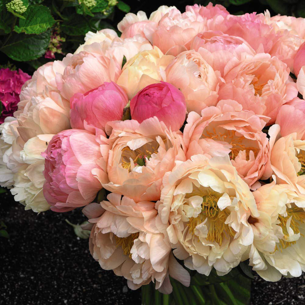 Thompson & Morgan Peony Coral Sunset Bare Root 3 Pack Image 3