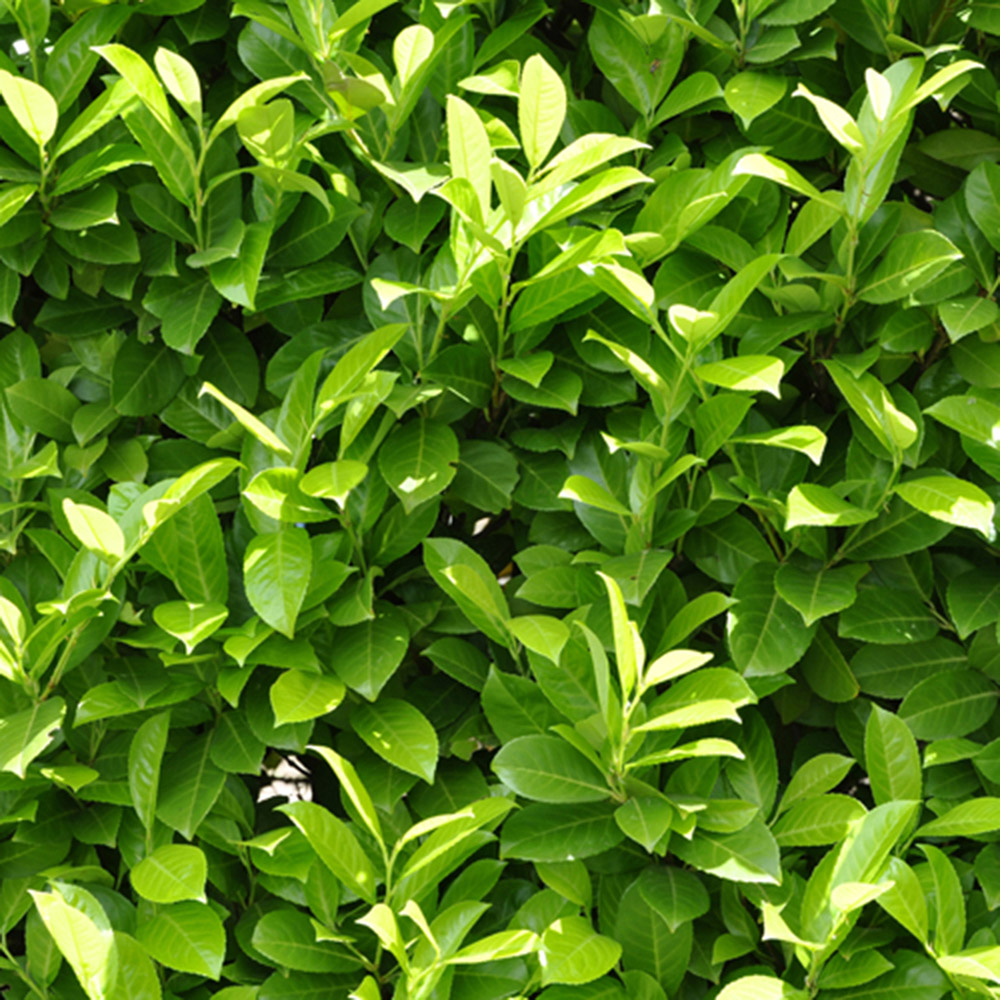 YouGarden Laurel Hedging Prunus Laurocerasus Plant in Pot 9cm 12 Pack Image 1