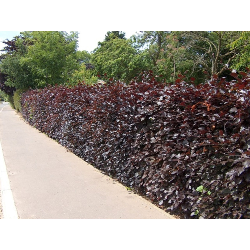 Inspirational Gifting Purple Beech Semi-Evergreen Bare Root Hedge Plant 4-5ft 10 Pack Image 5