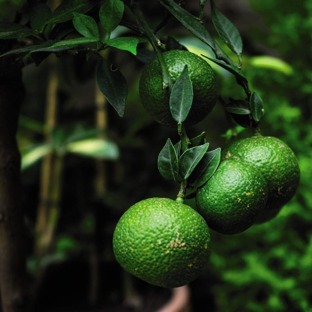 Thompson & Morgan Citrus Lime Tree Potted Plant 9cm 2 Pack Image 4