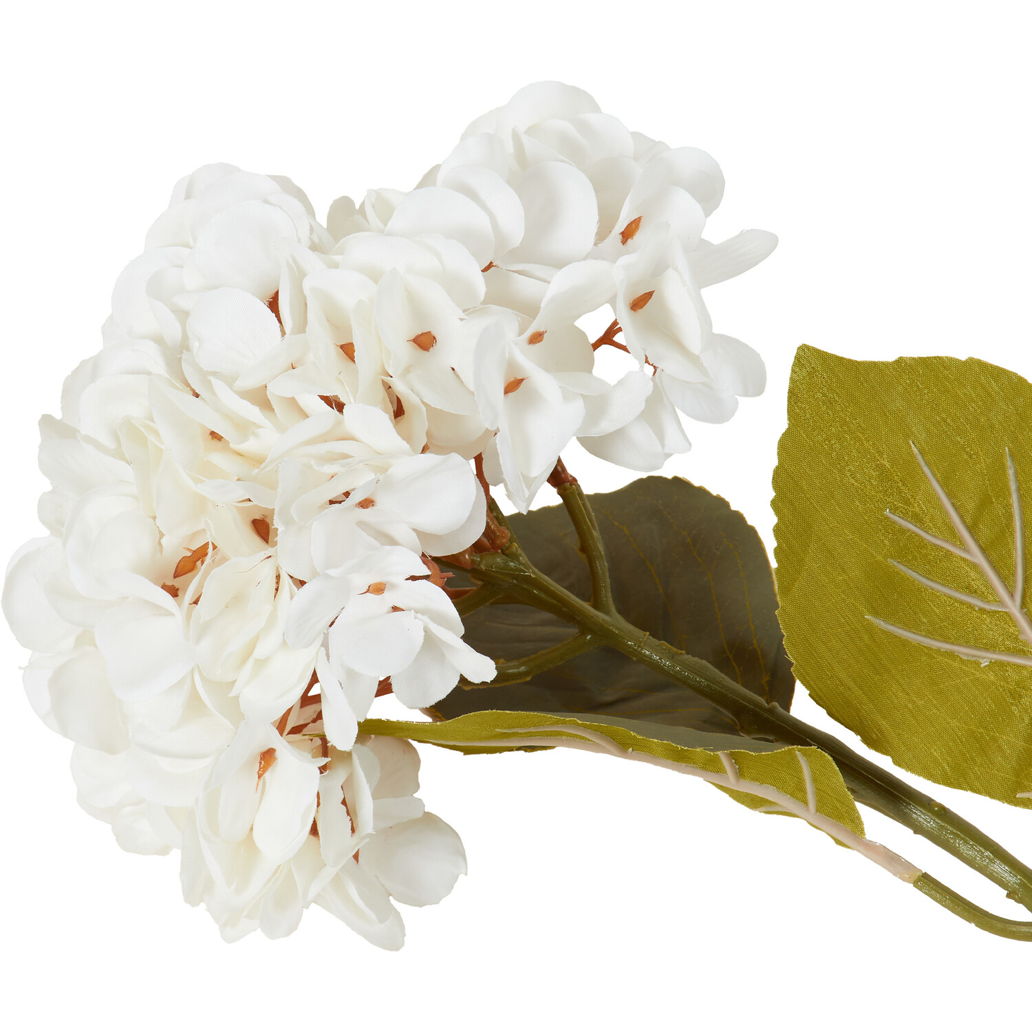 Hydrangea Stem Image 3