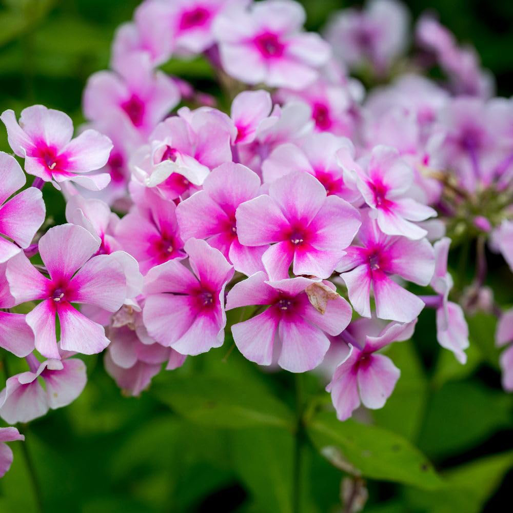 Thompson and Morgan Phlox Paniculata Bright Eyes Plant Pot 9cm 2 Pack Image 2