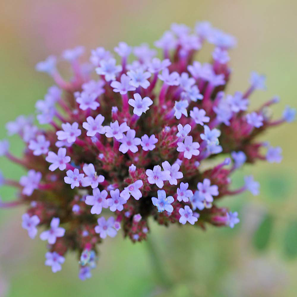 Thompson and Morgan Verbena Bonariensis Garden Ready Plant 30 Pack Image 2