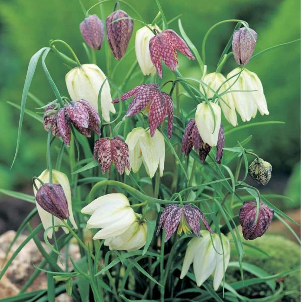 Thompson and Morgan Fritillaria Meleagris Mix Autumn Planting Bulb 160 Pack Image 8