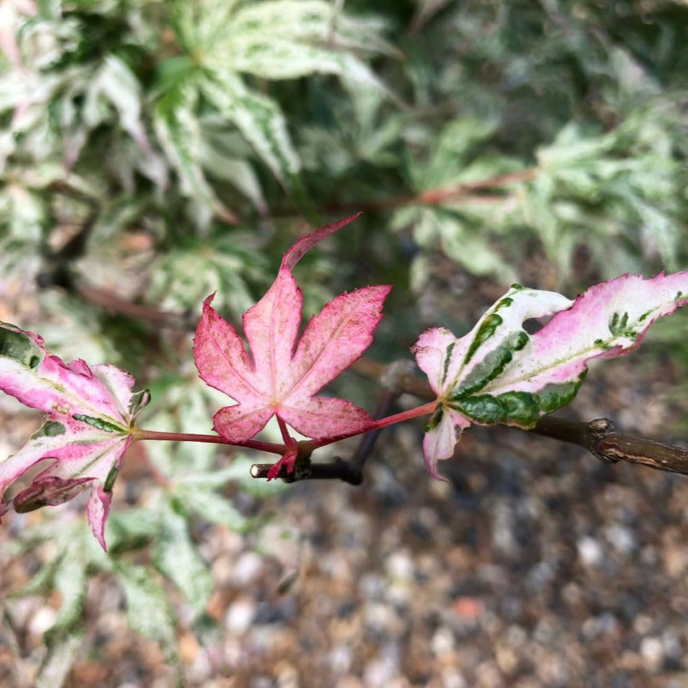 Thompson and Morgan Acer Palmatum Ukigumo Plant Pot 15cm Image 2