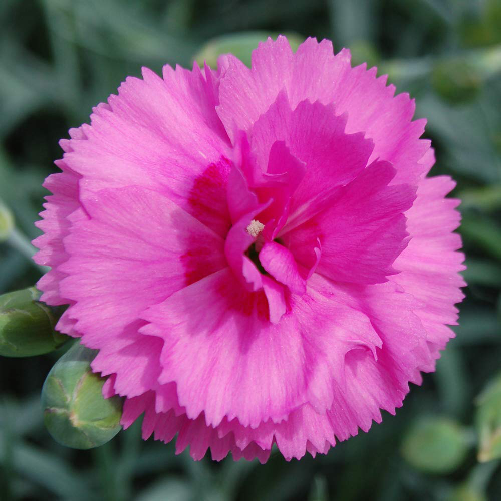 Thompson and Morgan Dianthus Tickled Pink Potted Plant 1.5L Image 1
