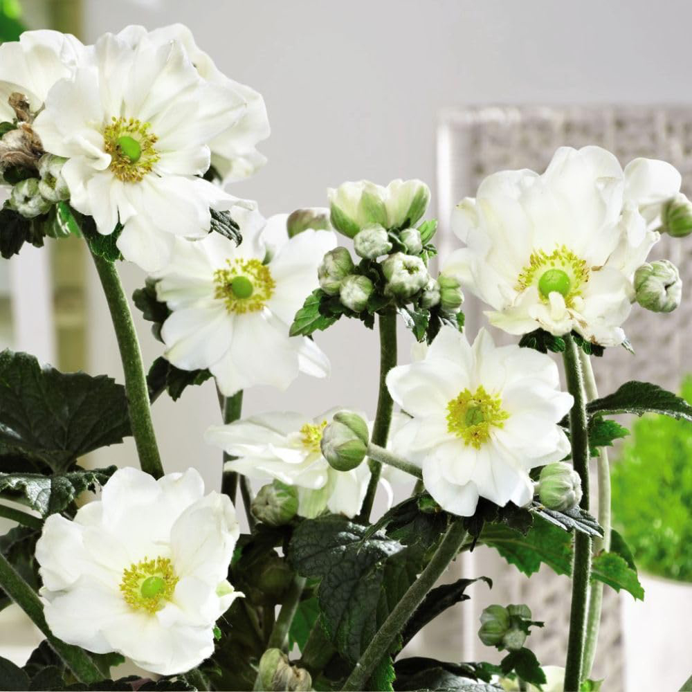 Thompson and Morgan Anemone Hybrida Andrea Atkinson Plant Pot 3L Image