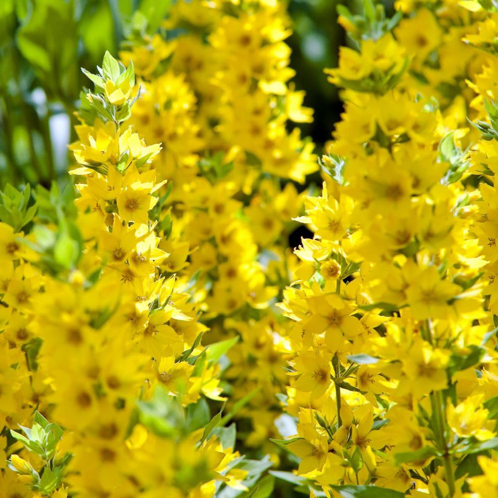 Thompson and Morgan Lysimachia Punctata Plant Pot 9cm Image 2