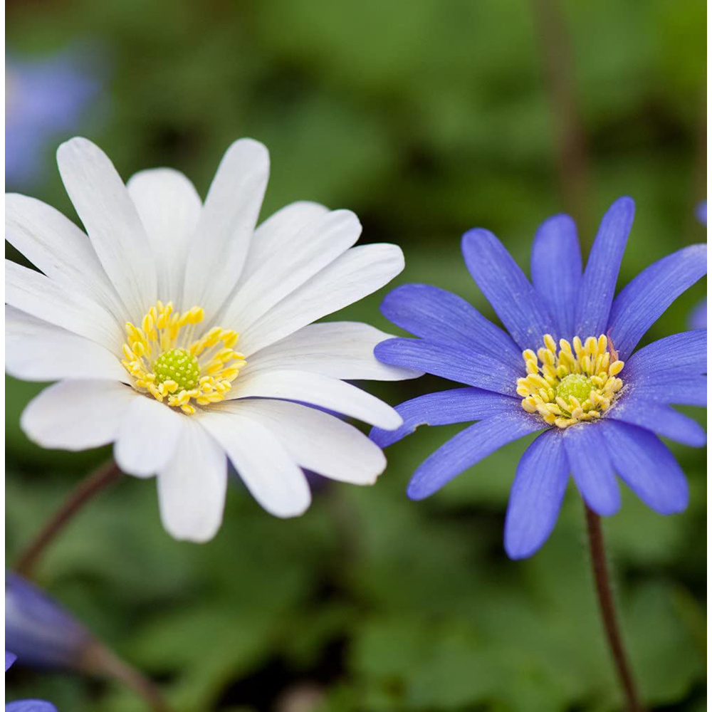 Thompson and Morgan Anemone Blanda Mixed Planting Bulb 50 Pack Image 3
