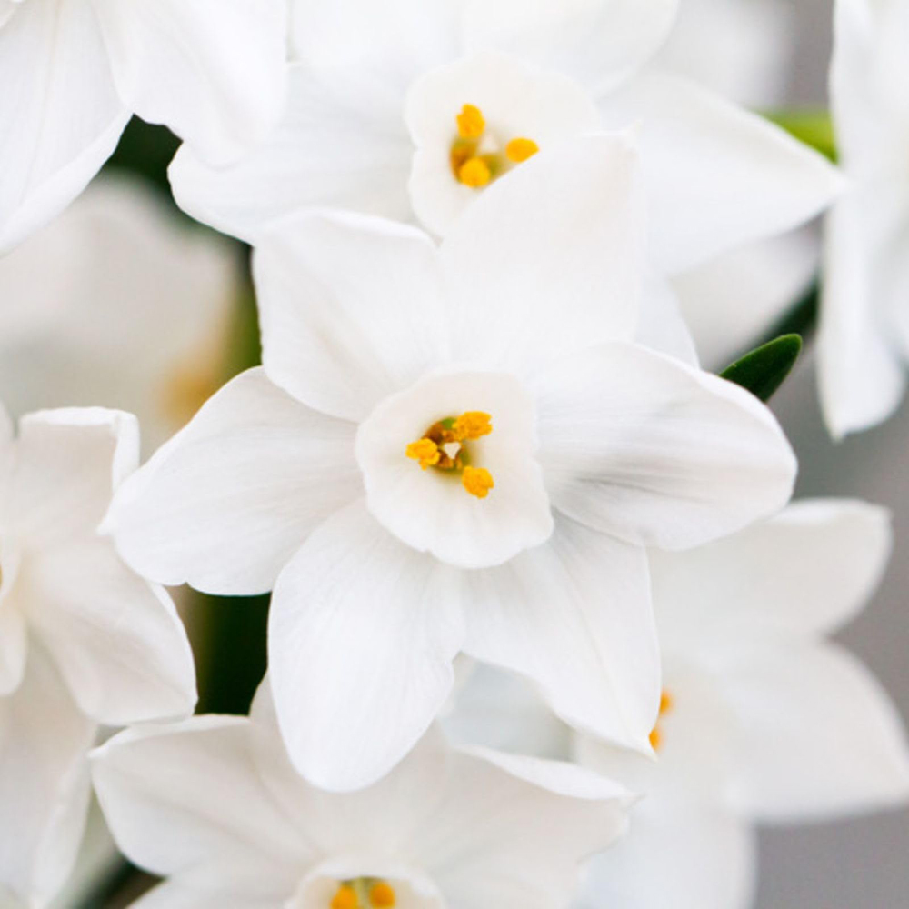 Thompson and Morgan Christmas Gift Narcissus Paperwhites Plant Pot 12cm Image 2