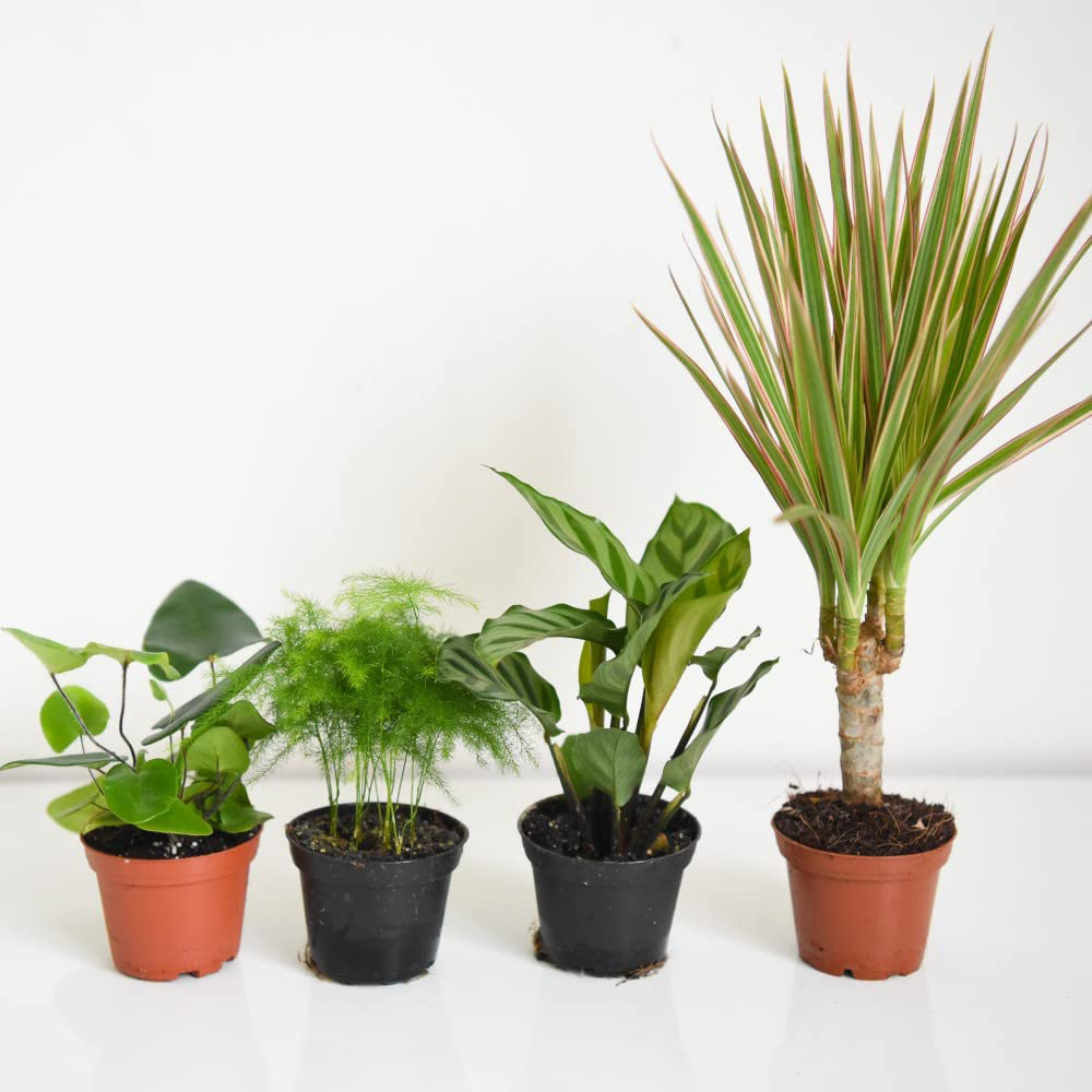 Thompson and Morgan Mini Jungle Mixed Ceramic Plant Pot 7cm 3 Pack Image 4