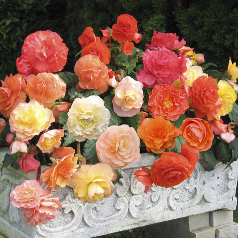 YouGarden Begonia Heaven Scent Tuber 10 Pack Image 1