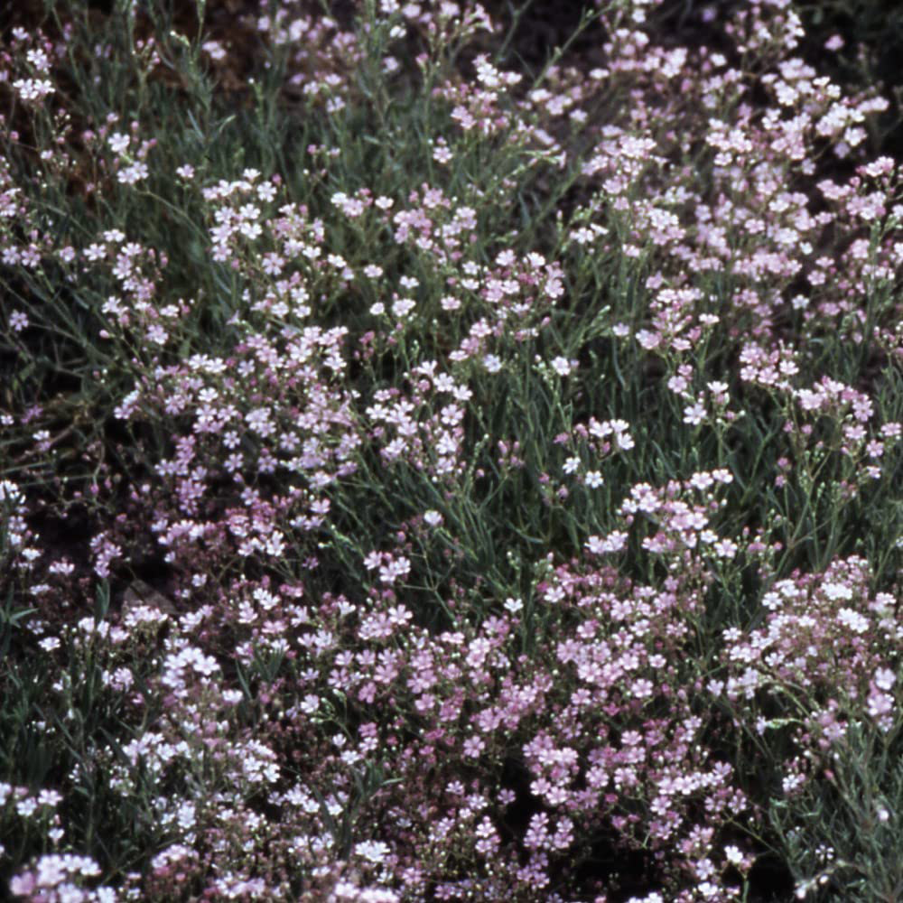 Thompson & Morgan Gypsophila Rosea Bare Root 3 Pack Image 4