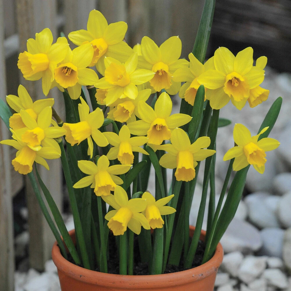Thompson and Morgan Flowering Bonanza Collection Spring Planting Bulb 50 Pack Image 5