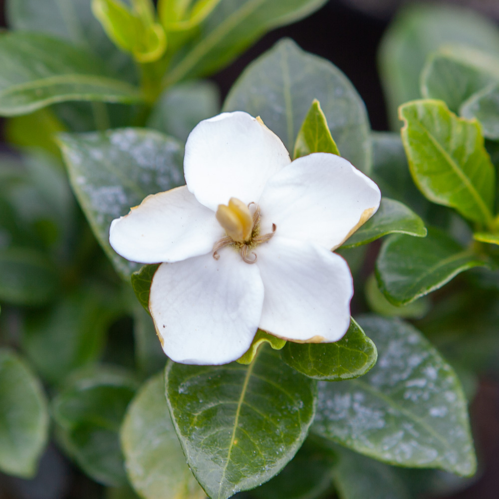 YouGarden Hardy Gardenia Collection Plant Pot 3 Pack Image 2
