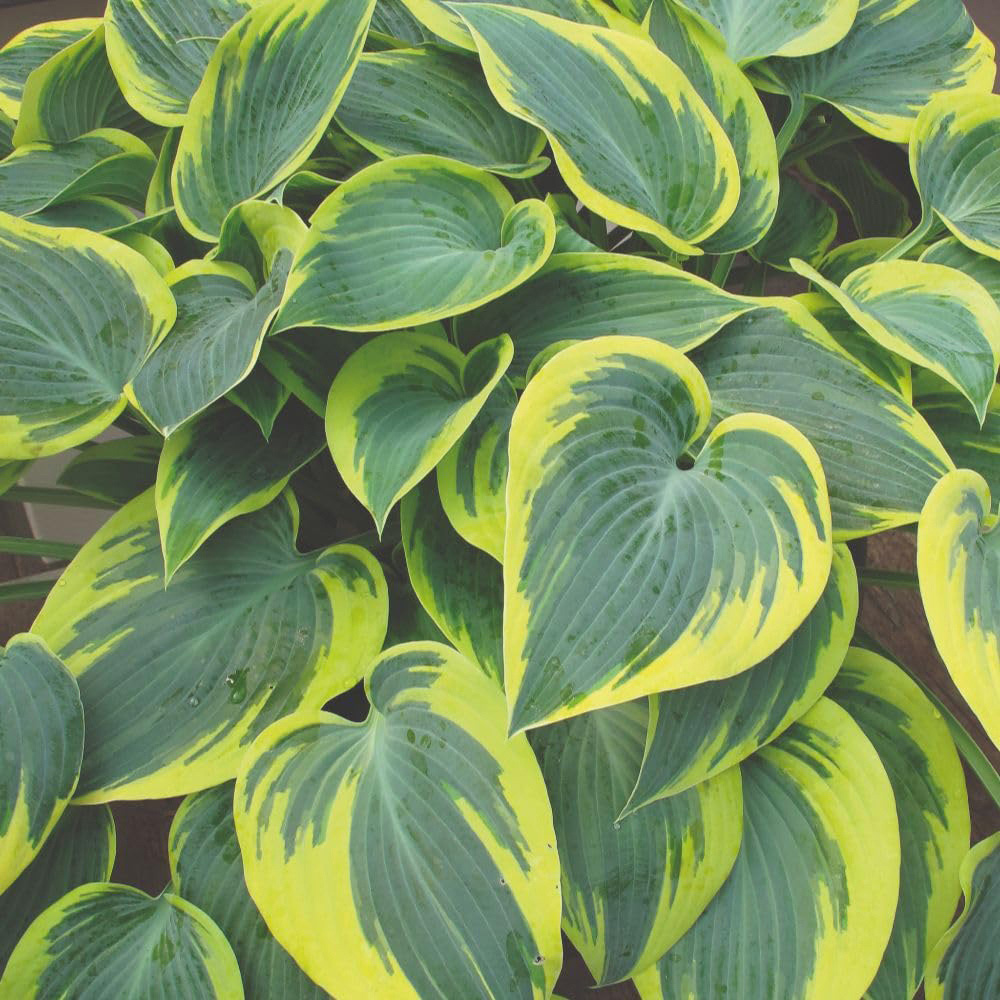 Thompson and Morgan Hosta First Frost Plant Pot 9cm 2 Pack Image 2