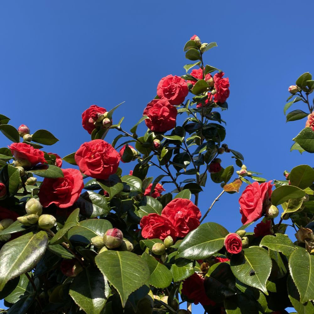 Thompson and Morgan Camellia Japonica Lady Campbell Plant in Pot 3L Image 2