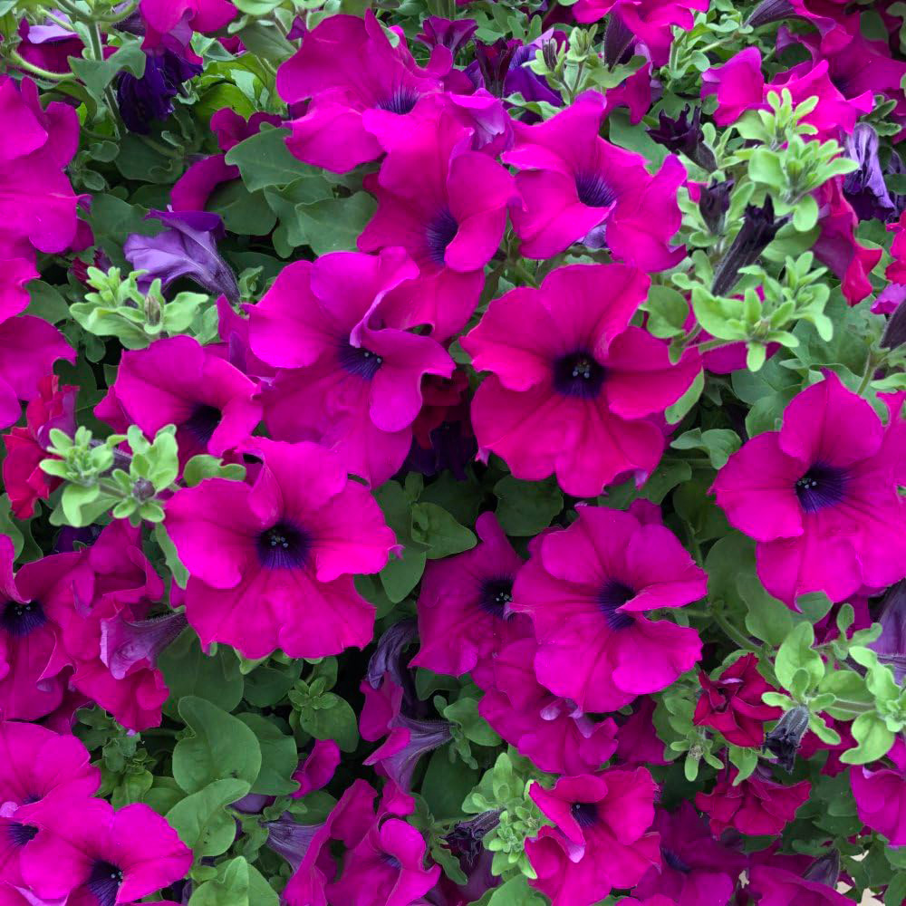 Thompson and Morgan Petunia Purple Trailing Surfinia Postiplug Plant 20 Pack Image 2