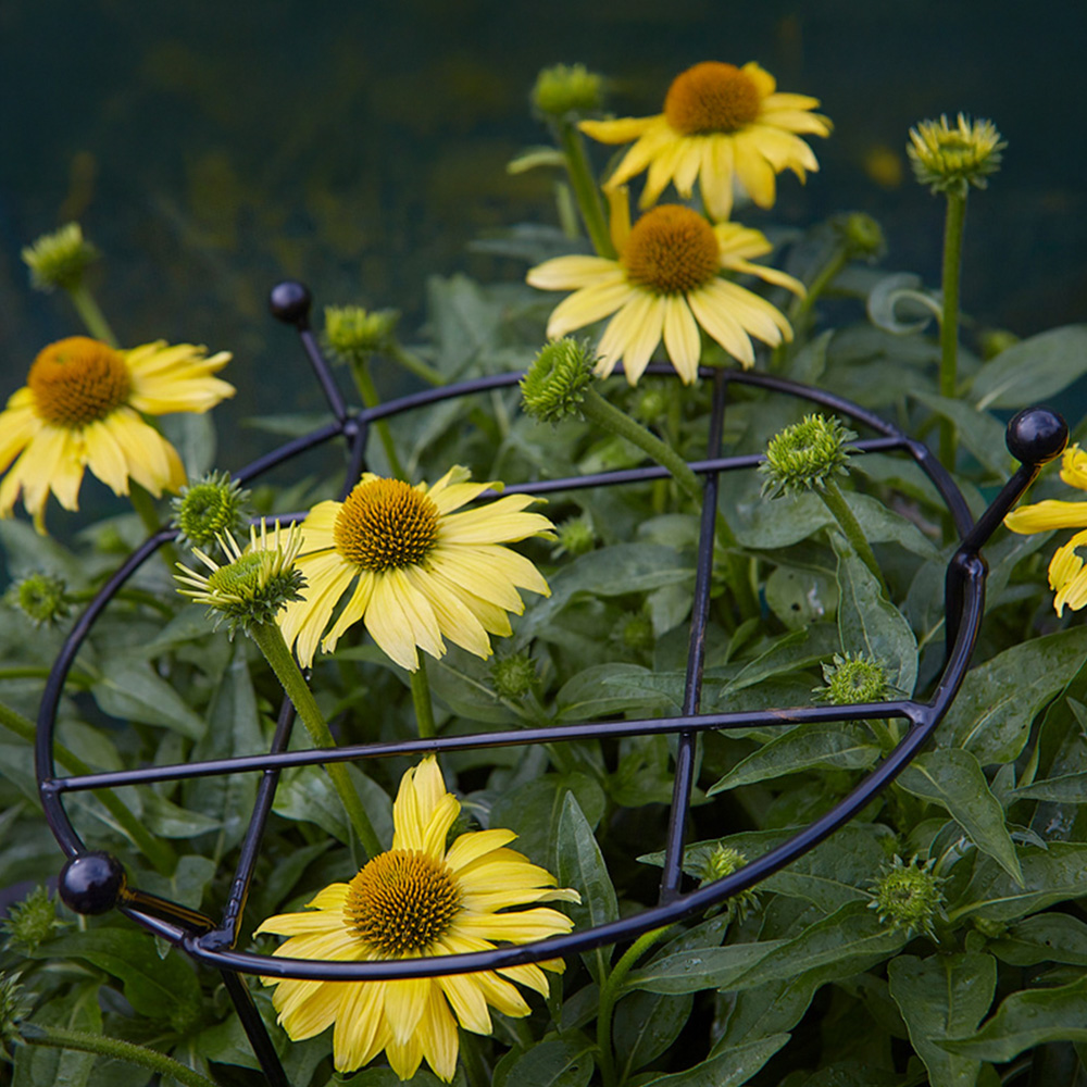 Samuel Alexander Tom Chambers Cottage Black Metal Herbaceous Garden Plant Support 80 x 45cm 2 Pack Image 6