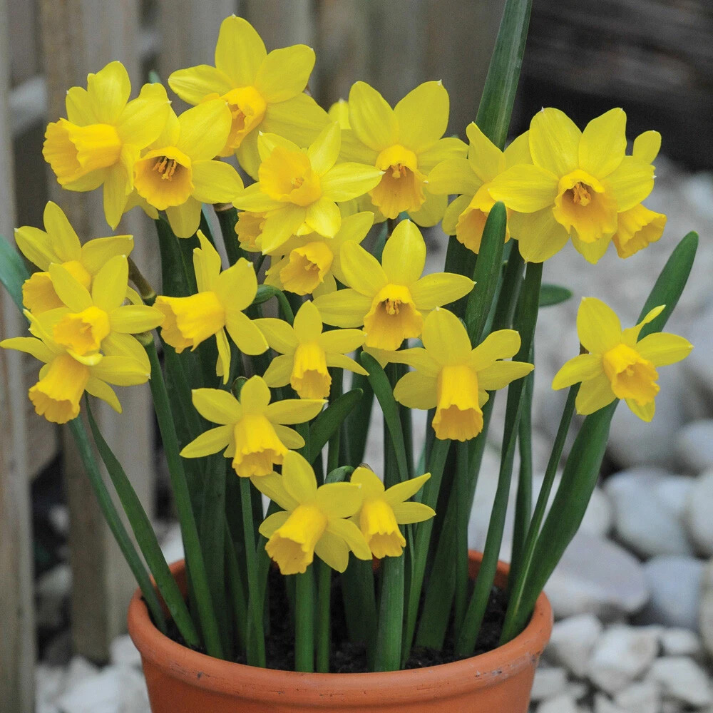 Thompson and Morgan Daffodil Tete-a-Tete Autumn Planting Bulb 80 Pack Image 2