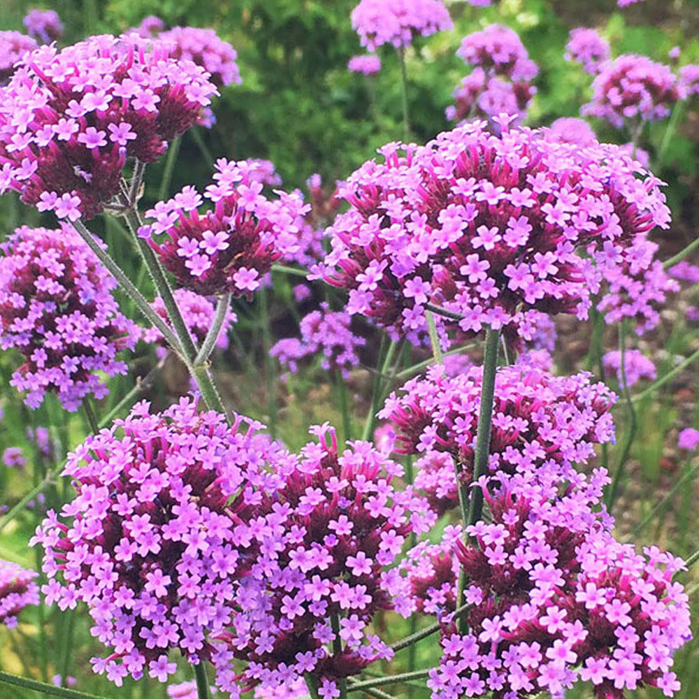 Thompson and Morgan Verbena Bonariensis Garden Ready Plant 30 Pack Image 4