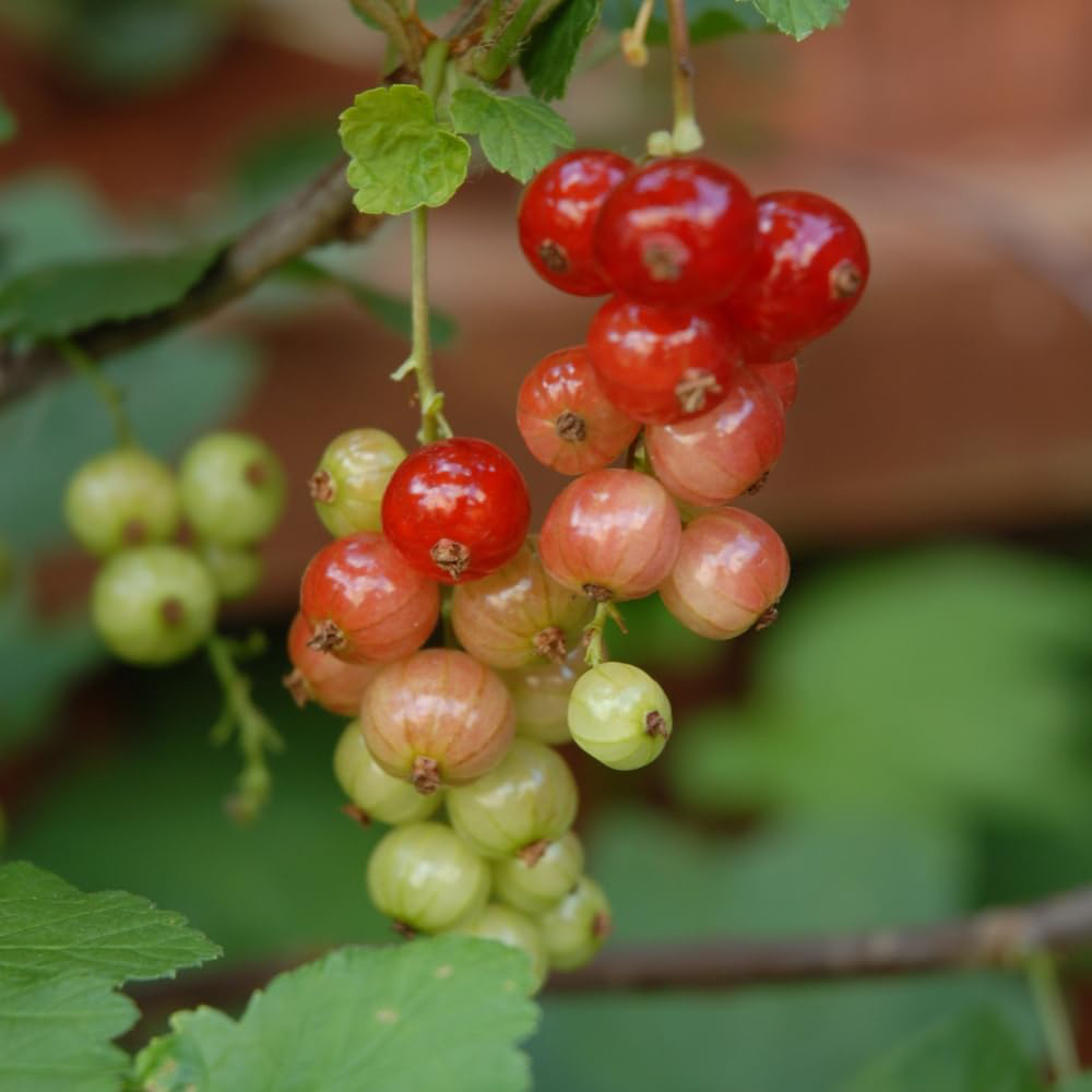 Thompson and Morgan Currant Trio Braided Stem Potted Plant 24cm Image 5