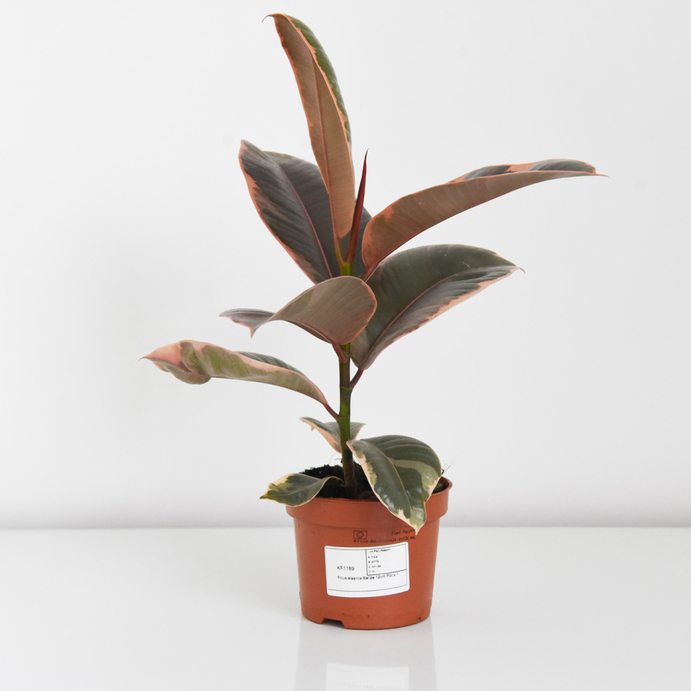 Thompson & Morgan Ficus elastica Belize Potted Plant 12cm Image 4