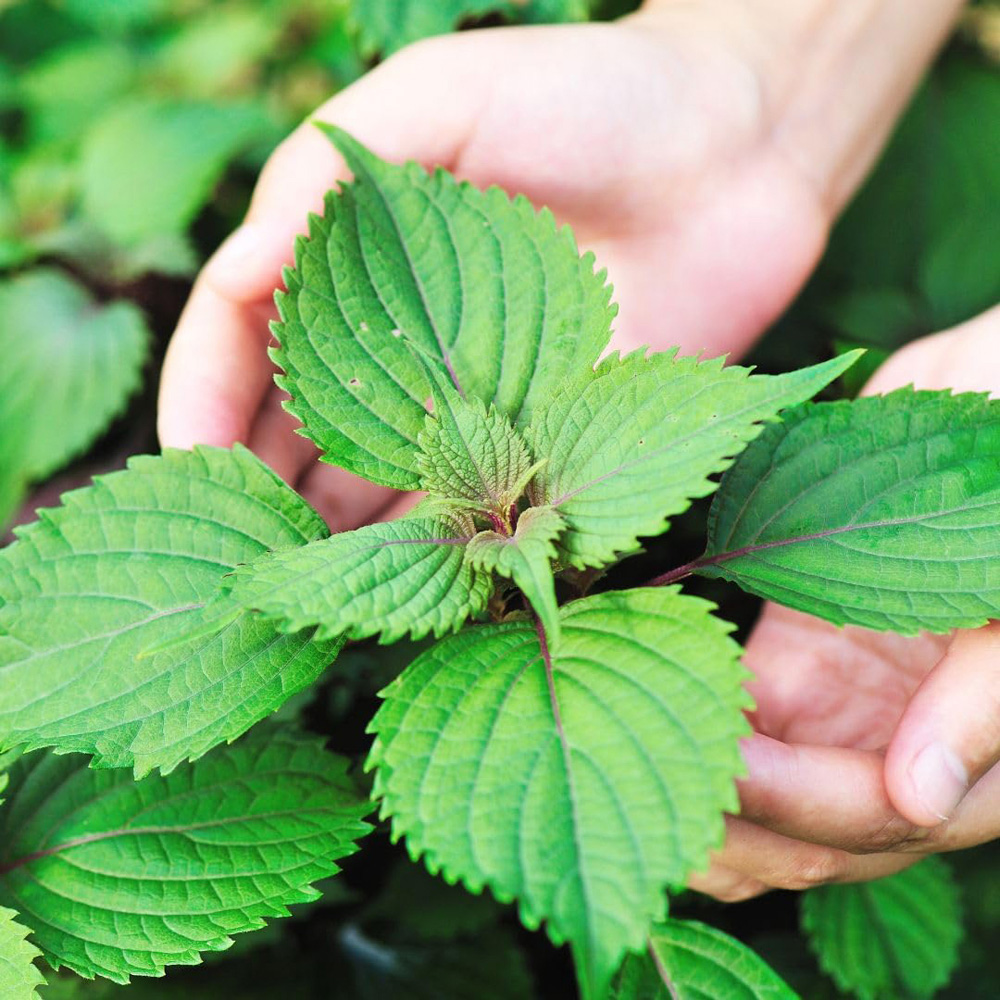 Thompson and Morgan Perilla Frutescens Britton Seed Packet Image 2